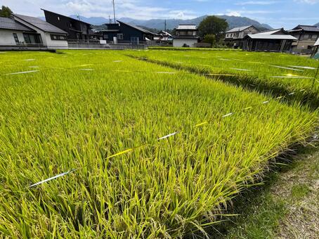 防鳥対策をした稲穂の田んぼ 稲穂,稲,田んぼの写真素材