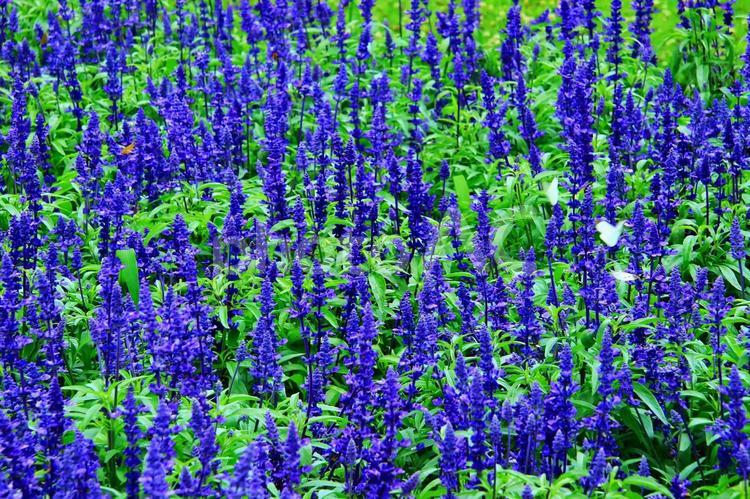 春の公園のイメージ 公園,春,自然の写真素材