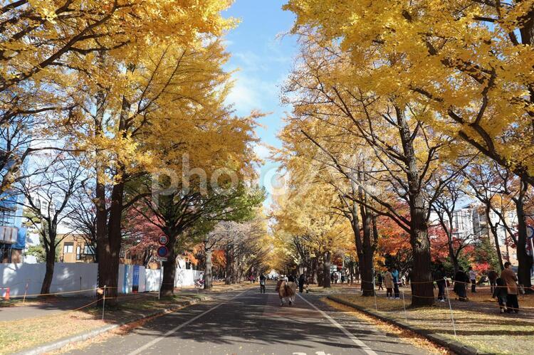 銀杏並木 秋,銀杏,イチョウの写真素材