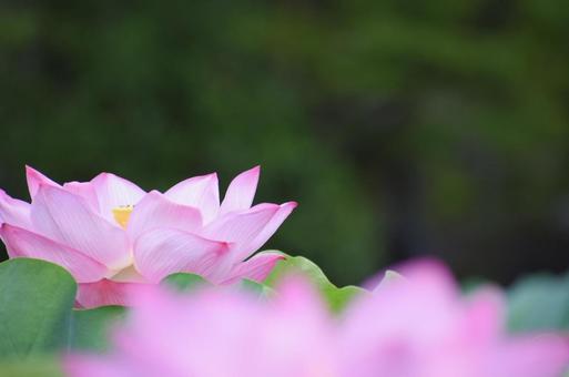 蓮の花のきらめき ハス,蓮,蓮の花の写真素材