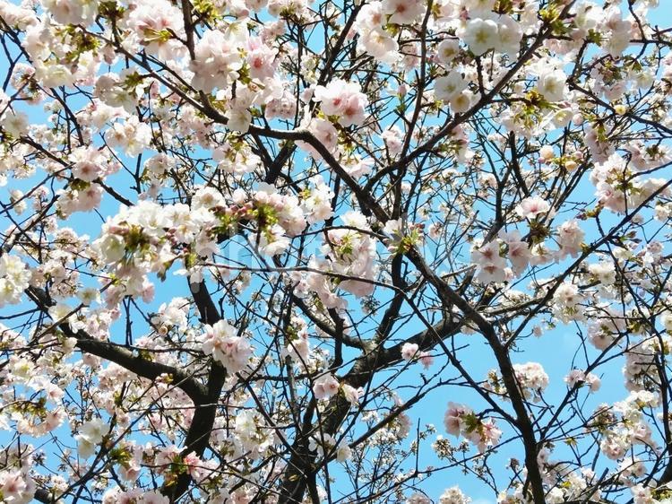 満開のソメイヨシノが美しい 花,さくら,桜の写真素材