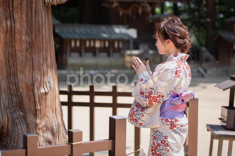 御神木に拝む浴衣を着た女性 ご神木,神社,お参りの写真素材