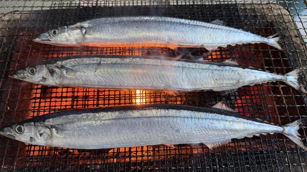 秋刀魚(さんま)を炭火で網焼き 秋刀魚(さんま)を炭火で網焼き さんま,サンマ,秋刀魚の写真素材