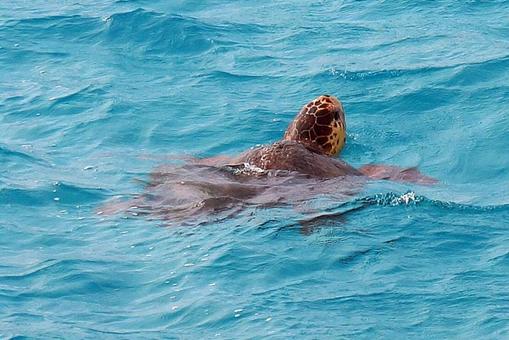 ニューカレドニア445 ウヴェア島 海亀 ニューカレドニア445 ウヴェア島 海亀の写真