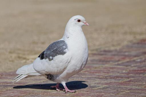 公園を歩く白い鳩（カワラバト） カワラバト,河原鳩,ドバトの写真素材