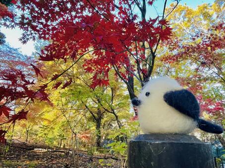 羊毛フェルトのシマエナガと紅葉 シマエナガ,鳥,紅葉の写真素材