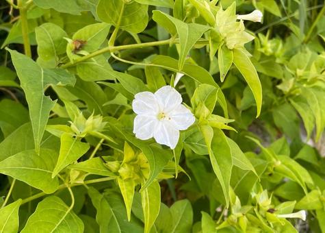 ある公園のオシロイバナ 白_711G 花,オシロイバナ,白の写真素材