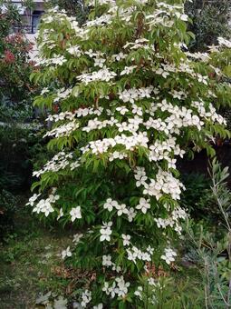 白い花 葉,茎,緑の写真素材
