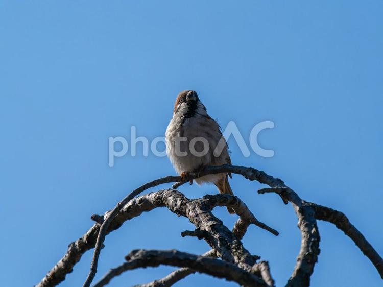 枝にとまるスズメ スズメ,雀,鳥の写真素材