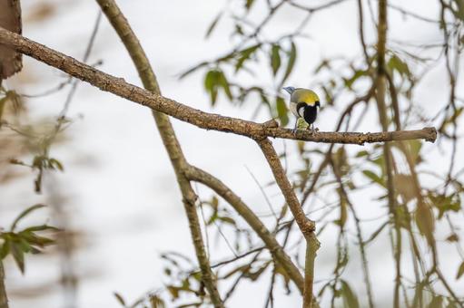 シジュウカラ(72) シジュウカラ(72) 野鳥,鳥,シジュウカラの写真素材