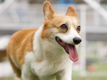 Corgi playing in a dog run, JPG
