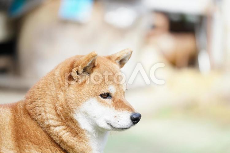 柴犬　遠くを見つめる 犬,横向き,アップの写真素材
