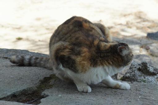 ねこ ねこの写真