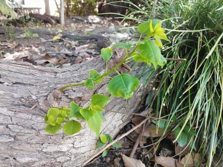 倒木から芽吹く新緑の若葉、写真素材 若葉,新緑,新芽の写真素材