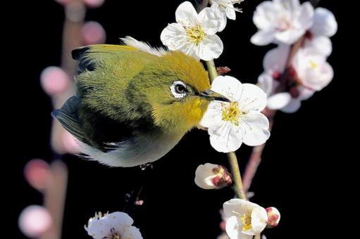 梅にメジロ 梅にメジロ メジロ,梅,野鳥の写真素材