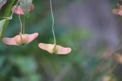 ピンクのフウリンツリバの花のアップ ピンク,フウリンツリバ,花の写真素材