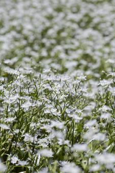 山に群生しているシャガの花 山に群生しているシャガの花の写真