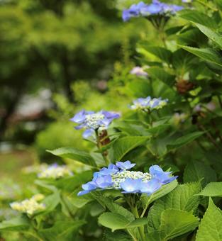 長野長谷寺の紫陽花13 長野長谷寺の紫陽花13の写真