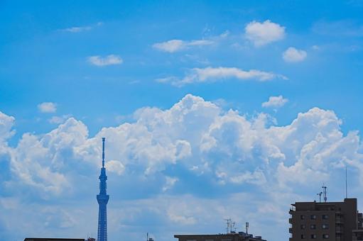 夏空とスカイツリー 夏空とスカイツリーの写真