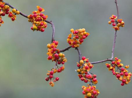 ツルウメモドキ ツルウメモドキ,実,植物の写真素材