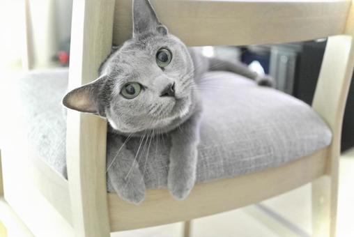Russian Blue (cat) peeking out from a chair, JPG