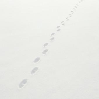雪原を渡る足跡 雪原を渡る足跡の写真