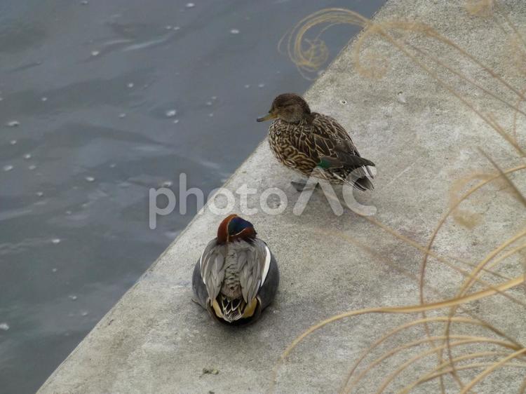 川の護岸上でくつろぐコガモのペア コガモ,鳥,野鳥の写真素材