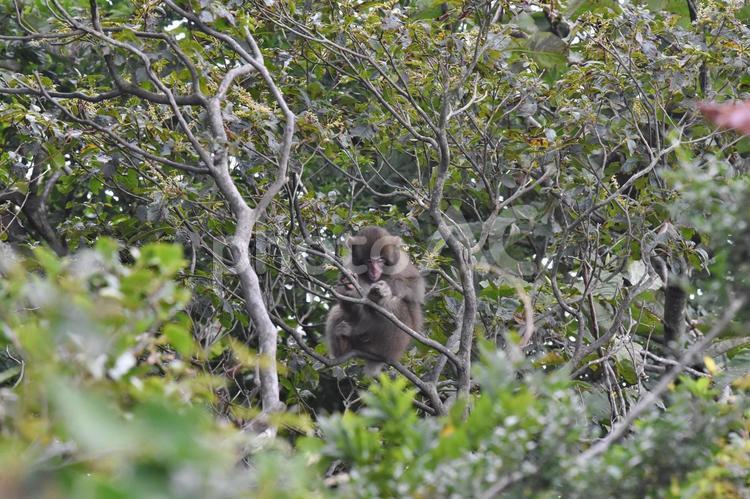 木の上のサル さる,にほんざる,野生の写真素材
