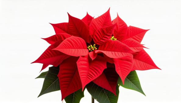 ポインセチアの赤い花 冬の植物 ポインセチアの赤い花 冬の植物の写真