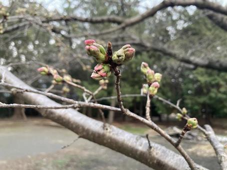 桜の蕾 桜の蕾の写真