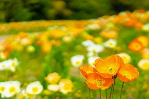 Poppies, poppy, spring, flower, JPG