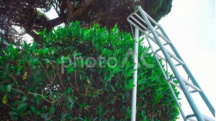 脚立　庭木の手入れ3 庭木の手入れ,脚立,剪定の写真素材