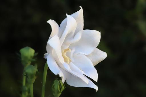 白いキキョウの花 白いキキョウの花の写真