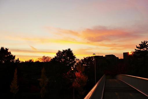 秋のたそがれの歩道橋にて 歩道橋,陸橋,桃山公園の写真素材