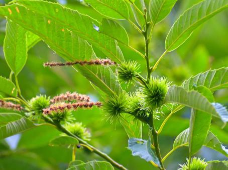 Photo, chestnut, chestnut tree, ika, 