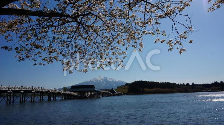 桜と岩木山と鶴の舞橋 桜,岩木山,鶴の舞橋の写真素材