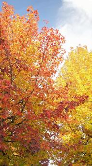 紅葉-1273 紅葉,アメリカ楓,もみじ葉楓の写真素材