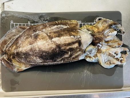 甲イカ 甲イカ コウイカ,イカ,釣りの写真素材