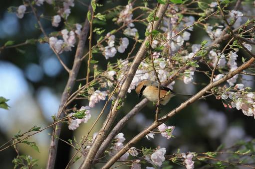モズ モズ モズ,鳥,野鳥の写真素材