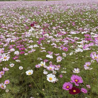 Cosmos, JPG Cosmos, JPG