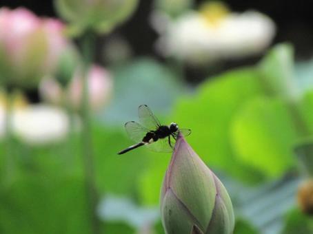 Photo, pseudothemis dragonfly, dragonfly, insect, 