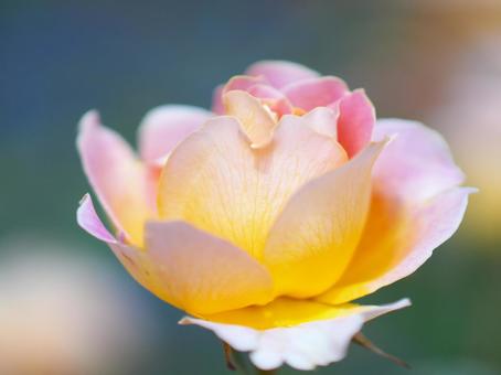 満開に咲き誇る薔薇園 満開に咲き誇る薔薇園の写真