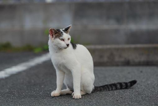 向こうが気になって振り返る牛柄猫 牛柄猫,cawcat,ハチワレ猫の写真素材