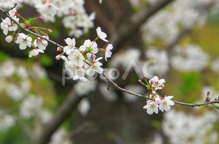 桜の花と蕾　背景ぼかし 桜,クローズアップ,花曇りの写真素材