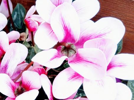 รูปถ่าย, cyclamen, สีชมพู, ดอกไม้, 