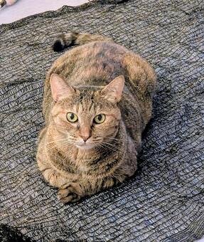 まったりニャンコ ねこ,ネコ,catの写真素材