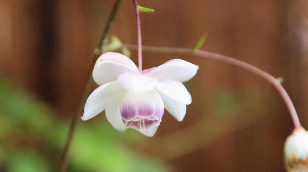 日本固有植物 レンゲショウマ 日本固有植物 レンゲショウマの写真