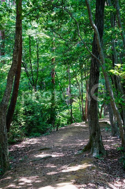 ハイキング 木,木漏れ日,山道の写真素材