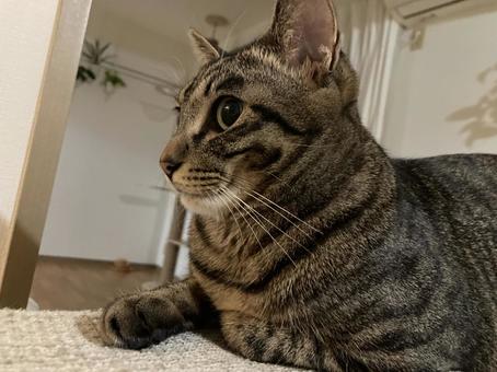 猫 猫の写真