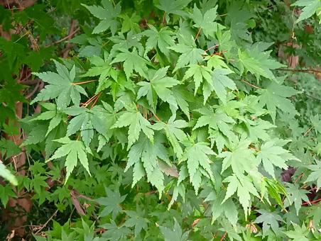 イロハモミジ 自然,グリーン,カエデ科の写真素材